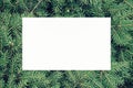 Natural greenery border with fir on white background with copy space. Festive element for Christmas & New Year season Royalty Free Stock Photo