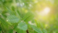 Natural greenery young freshness green leaves under blurry orange sof light backgrounds, concept for bokeh nature plant backdrop