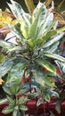  Natural greenish croton plant . It comes up with branches .