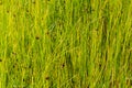 Natural greenish grass straws background Royalty Free Stock Photo