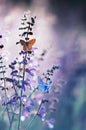 Natural greeting card with two small bright orange and blue butterflies pigeon sitting on purple flowers on a Sunny summer day in Royalty Free Stock Photo