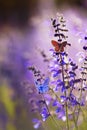 Natural greeting card with two small bright orange and blue butterflies pigeon sitting on purple flowers on a Sunny summer day in Royalty Free Stock Photo