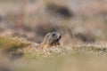 Groundhog marmot marmota monax hiding in grassland, sunshine