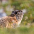 Groundhog marmot marmota monax portrait, grassland, sunshine