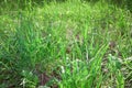 Natural growing grass Royalty Free Stock Photo