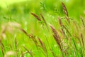 Natural growing motley grass field sweetgrass, hierochloe. Soft focus. Nature background