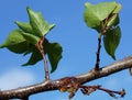 Natural gum on a branch of apricot tree Royalty Free Stock Photo