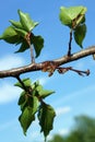 Natural gum on a branch of apricot tree Royalty Free Stock Photo