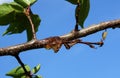 Natural gum on a branch of apricot tree Royalty Free Stock Photo