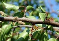 Natural gum on a branch of apricot tree Royalty Free Stock Photo