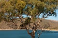 Natural Gumtree infront of Blue Dam Water Royalty Free Stock Photo