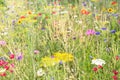 Natural habitat for bees and butterflies, protection with native flowers and herbs Royalty Free Stock Photo