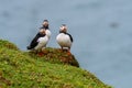 A closeup portrait of three puffins Royalty Free Stock Photo