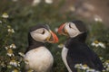 A closeup portrait of two puffin billing Royalty Free Stock Photo