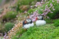 A closeup portrait of two puffins Royalty Free Stock Photo