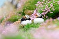 A closeup portrait of two puffins Royalty Free Stock Photo