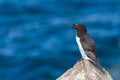 A closeup portrait of a razorbill with open mouth