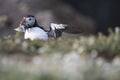 A closeup portrait of a puffin with wings open and fish in mouth Royalty Free Stock Photo