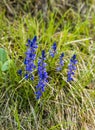 Natural habitat perennial plant - Polygala amara L. which is a species of flowering plant in the milkwort family