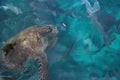 Natural habitat sea turtle Royalty Free Stock Photo