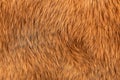 a natural hair fur animal pet mammal canine furry pelt background thick puppy kitty beauty allergic allergies pets nature pelage Royalty Free Stock Photo