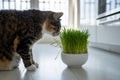 Natural hairball treatment for cat. Pet eating green grass - germinated seeds of oat for kitten Royalty Free Stock Photo