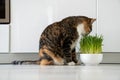 Natural hairball treatment for cat. Pet eating green grass - germinated seeds of oat for kitten Royalty Free Stock Photo