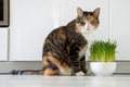 Natural hairball treatment for cat. Pet sits with green grass - germinated seeds of oat for kitten Royalty Free Stock Photo