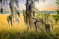 Natural hanging spanish moss on southern trees Royalty Free Stock Photo