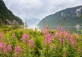 Natural Hardangerfjord fjord landscape of norway Royalty Free Stock Photo