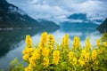 Natural Hardangerfjord fjord landscape of norway Royalty Free Stock Photo