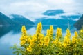 Natural Hardangerfjord fjord landscape of norway Royalty Free Stock Photo