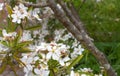 Natural harmony with bee pollinating a flowering orange tree