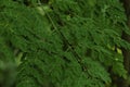 Natural HD Green Moringa leaves in the Garden