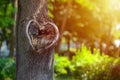 Natural heart shape in old rough wood crack tree texture against Royalty Free Stock Photo