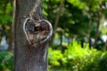 Natural heart shape in old rough wood crack tree texture against Royalty Free Stock Photo