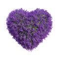 Natural heart shape tree and lavender flowers with isolated on white background. 3D rendering illustration Royalty Free Stock Photo