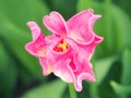 Natural heart shape tulip flower Royalty Free Stock Photo