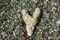 Natural Heart Shaped Textured Stone on a Sea Glass Beach Royalty Free Stock Photo