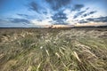 Natural heathland landscape with grass vegetation