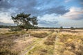 Natural heathland landscape near Hijken