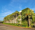 Natural Hedge from Shrubs and palms at Gleason Rd and Mission Bay, San Diego, CA Royalty Free Stock Photo