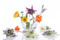 Natural herb and flower selection for herbal medicine