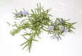 Natural herb rosemary background