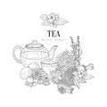 Natural Herbal Tea Ingredients Hand Drawn Realistic Sketch Royalty Free Stock Photo