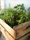 Natural herbs in a greenhouse