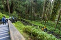 Natural Hiking Area of Alishan National Forest in Taiwan