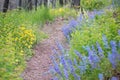 Natural Hiking Path in Glacier