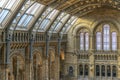 Natural History Museum Interior, London Royalty Free Stock Photo