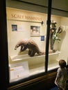 The Natural History Museum in London exhibits a vast range of specimens from various segments of natural history